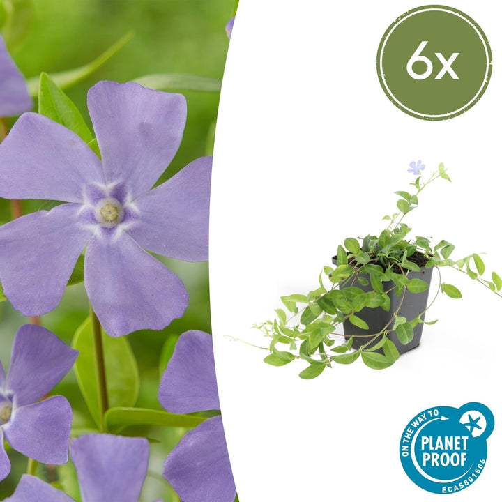 Vinca minor 'La Grave' - 20cm - Kleines Immergrün