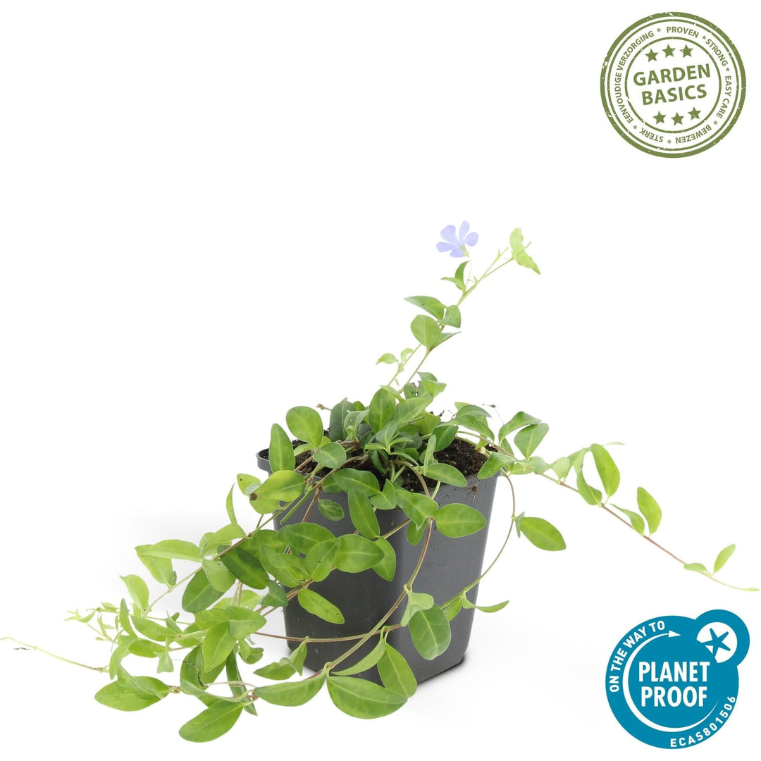 Vinca minor 'La Grave' - 20cm - Kleines Immergrün