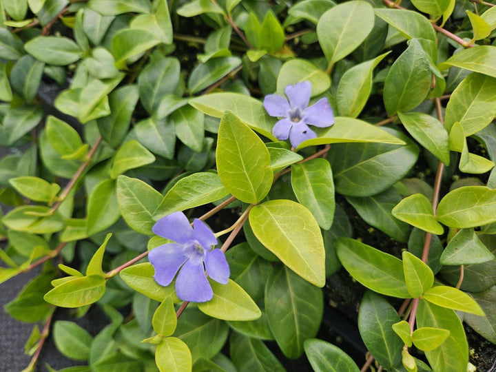 Vinca minor 'La Grave' - 20cm - Kleines Immergrün