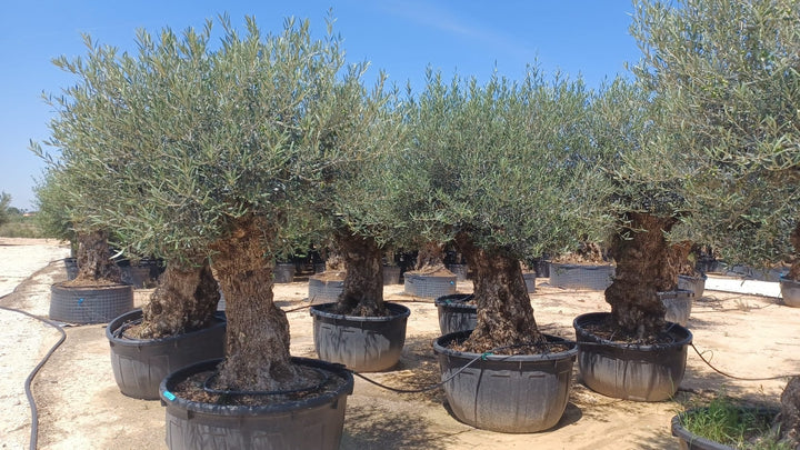 Olijfboom Olea Europaea Bonsai XXXXL - 300 cm - Bonsai Gereedschap
