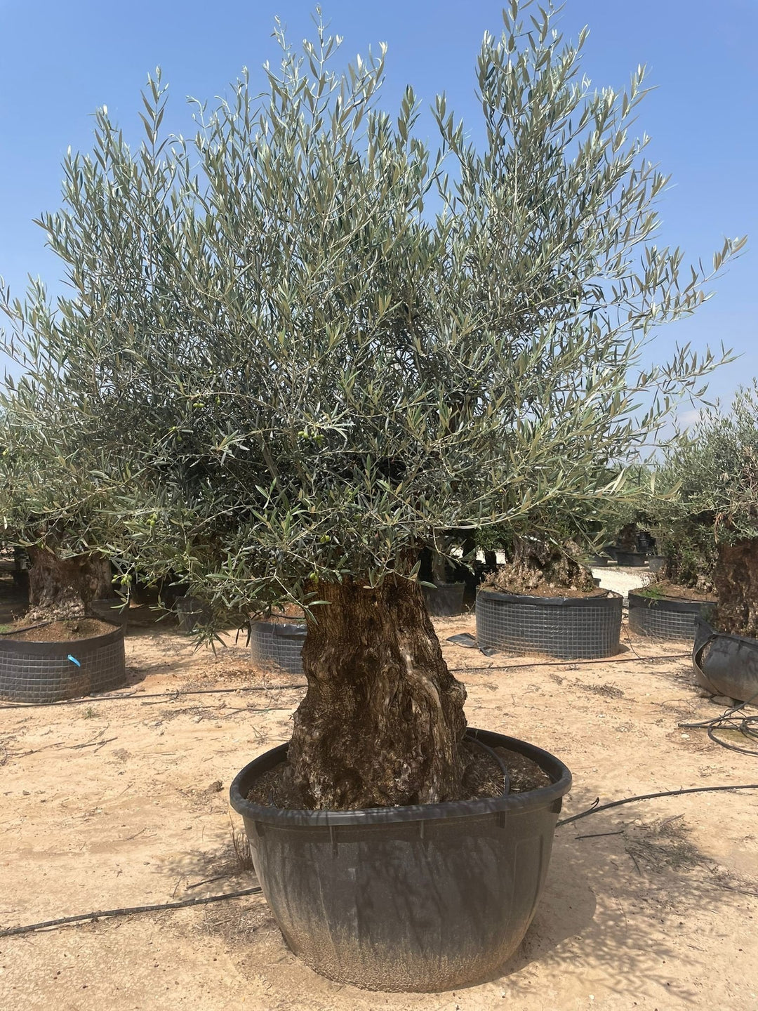 Olijfboom Olea Europaea Bonsai XXXXL - 300 cm - Bonsai Gereedschap