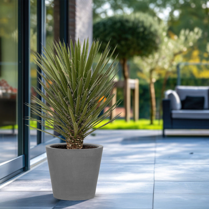 Yucca Filifera Australis - 160cm - Plante d'intérieur Lys de palmier
